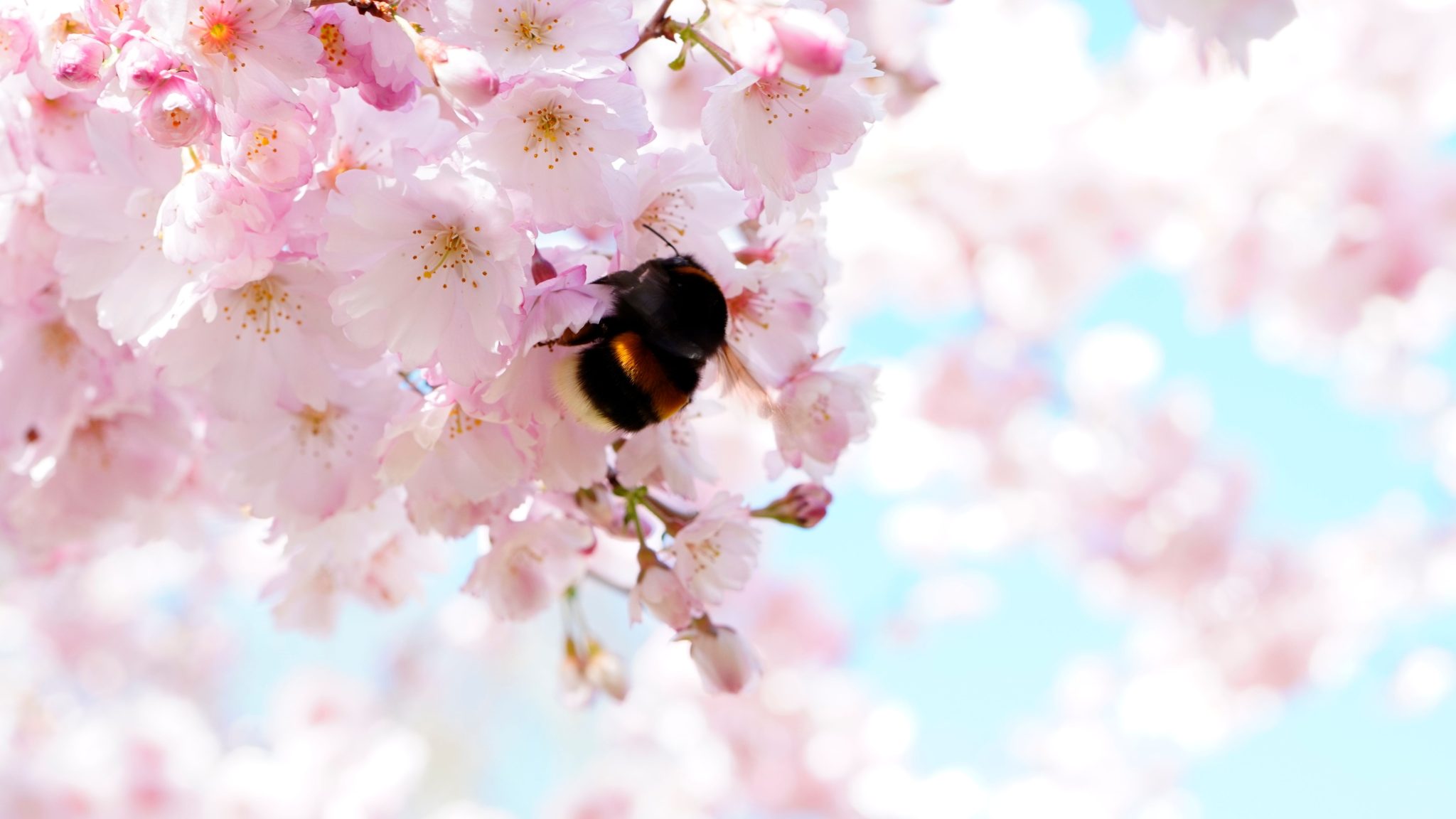 hommel