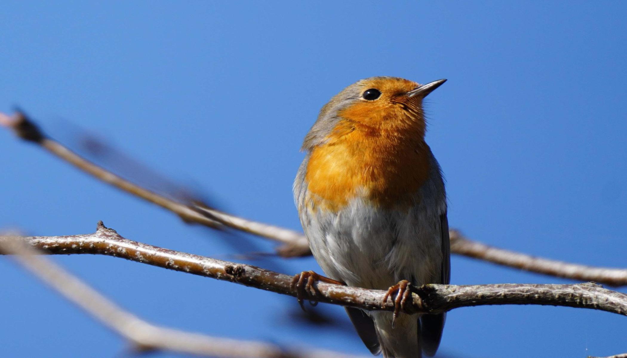 blok vogels